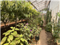 greenhouse